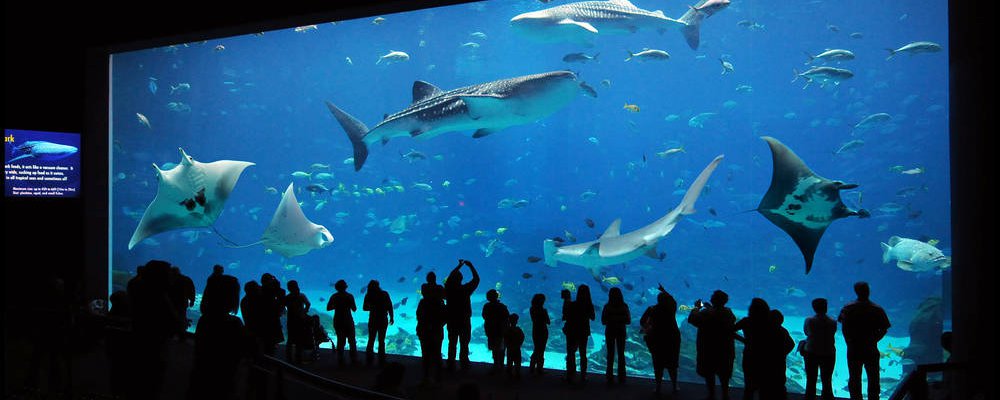atlanta acquarium 
